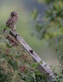 little owl