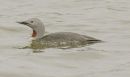red throated diver