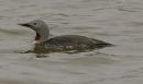 red throated diver