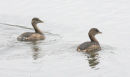 little grebe