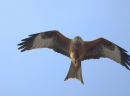 red kite