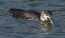 white billed diver