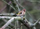 goldfinch