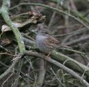dunnock