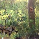 Logs & Bird Box