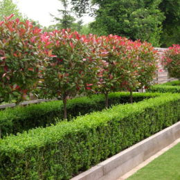 Contemporary Garden, Berkshire