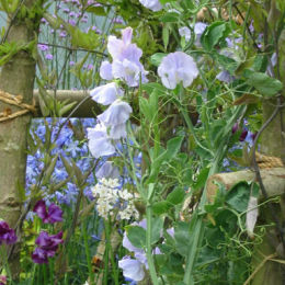 Hampton Court Palace Flower Show