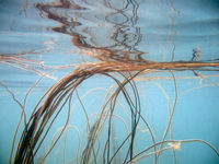 Underwater Reflection