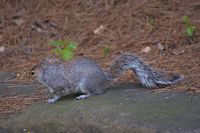 Grey squirrel 2