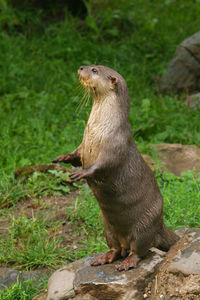 otter 1