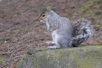 Grey squirrel 1