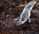 Seal Cub