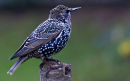 Starling
