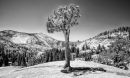 Yosemite-tree