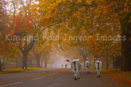 Tails of the Unexpected