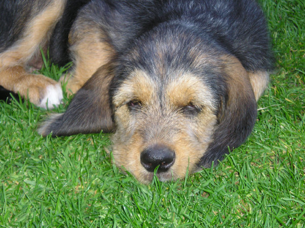 Kingstree Otterhounds: Puppies