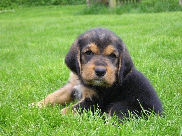 Kingstree Otterhounds: Puppies