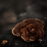 Brown Fungus