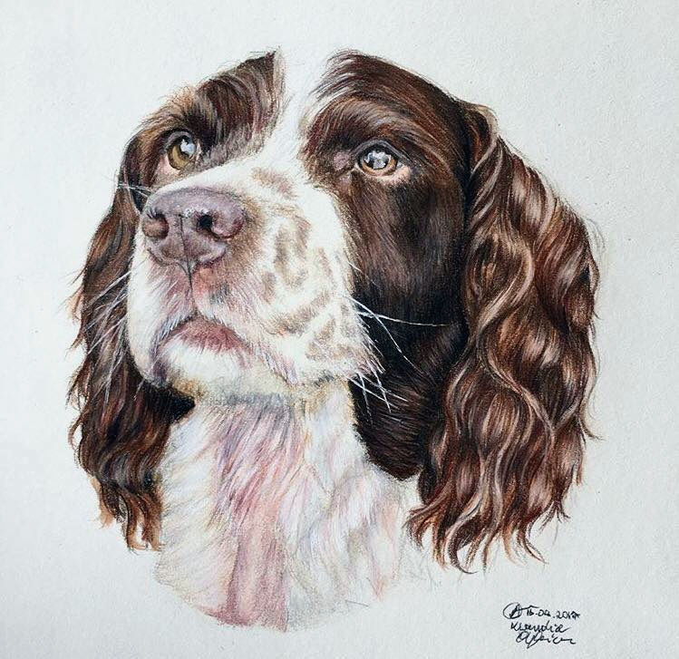 Roxy the Spaniel