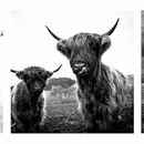 Highland Cattle Triptych