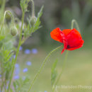 Poppy in bloom