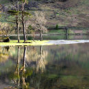 Buttermere tree reflections portrait