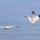 Gannet ballet