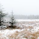 Galloway Forest in mist & snow