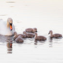 Swan & cygnets in early morning light