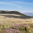 Yorkshire Dales heather looking towards Ellerkin Scar