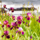 Iris' overlooking the sea at Craister