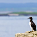 Guillemot on Inner Farne