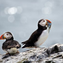 Puffin rejection