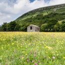 Wildflower meadow Muker in the Yorkshire Dales