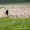 Oystercatcher in Swaledale