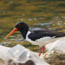 Oystercatcher on the River Swale