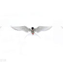 Tern Triptych
