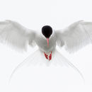 Arctic Tern in flight