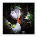 Puffin triptych 1