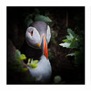 Puffin triptych 1