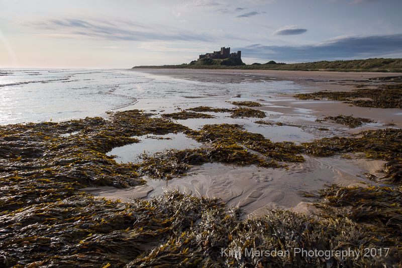 Bamburgh Castle & seaweed in early morning light