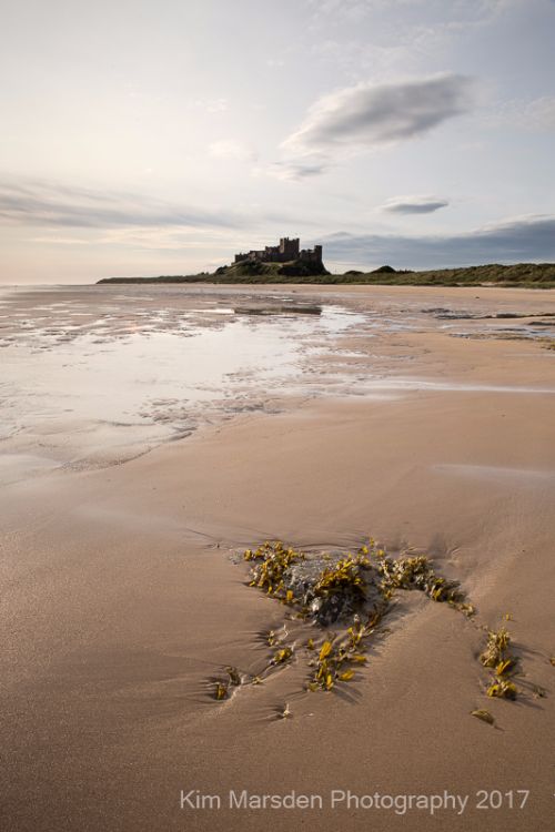 Bamburgh Castle & seaweed in early morning light