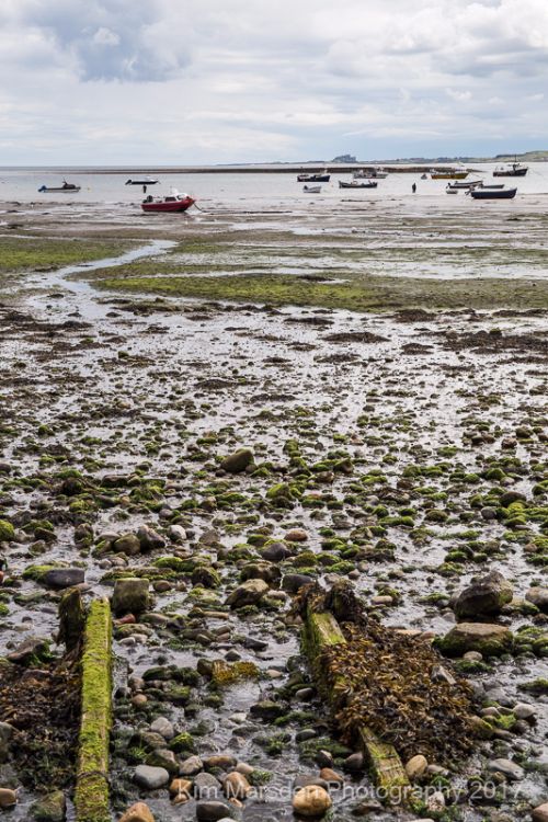 Lindisfarne harbour with Bamburgh Castle in the distance
