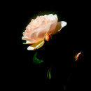 Sunlit rose