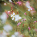 Flora - RHS Rosemoor1