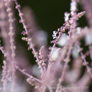 RHS Rosemoor 2