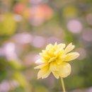 RHS Rosemoor 3