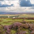 Late summer colour on the North York Moors
