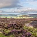 Late summer colour on the North York Moors Panorama