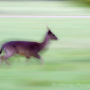 Female Deer in a hurry